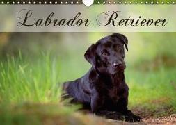 Labrador Retriever (Wandkalender 2018 DIN A4 quer)