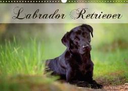 Labrador Retriever (Wandkalender 2018 DIN A3 quer)