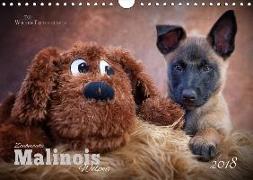 Zauberhafte Malinos Welpen - Belgische Schäferhunde (Wandkalender 2018 DIN A4 quer)