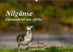 Nilgänse - Einwanderer aus Afrika (Wandkalender 2018 DIN A2 quer)