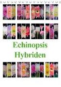 Echinopsis Hybriden (Tischkalender 2018 DIN A5 hoch)