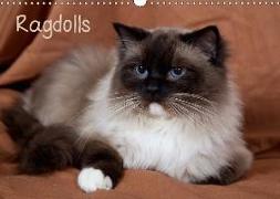 Ragdolls (Wandkalender 2018 DIN A3 quer)