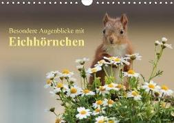 Besondere Augenblicke mit Eichhörnchen (Wandkalender 2018 DIN A4 quer) Dieser erfolgreiche Kalender wurde dieses Jahr mit gleichen Bildern und aktualisiertem Kalendarium wiederveröffentlicht