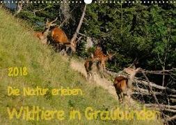 Die Natur erleben - Wildtiere in GraubündenCH-Version (Wandkalender 2018 DIN A3 quer)