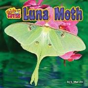 LUNA MOTH