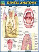 DENTAL ANATOMY