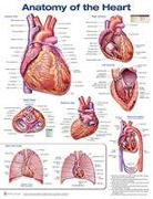 Anatomy of the Heart