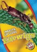 Earwigs