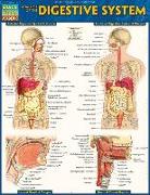 Anatomy of the Digestive System: Quickstudy Laminated Reference Guide