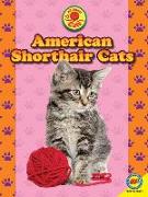 American Shorthair Cats