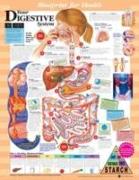 Blueprint for Health Your Digestive System Chart