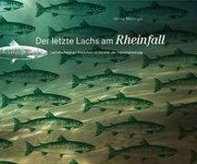Der letzte Lachs am Rheinfall
