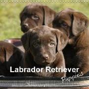 Labrador Retriever Puppies (Wall Calendar 2018 300 × 300 mm Square)