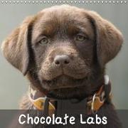 Chocolate Labs (Wall Calendar 2018 300 × 300 mm Square)