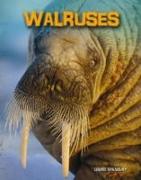 Walruses