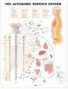 The Autonomic Nervous System Anatomical Chart