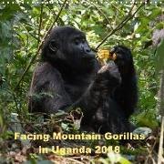 Facing Mountain Gorillas in Uganda (Wall Calendar 2018 300 × 300 mm Square)