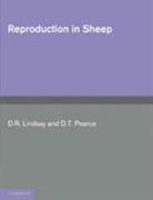 Reproduction in Sheep