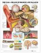 The Ear: Organs of Hearing and Balance Anatomical Chart