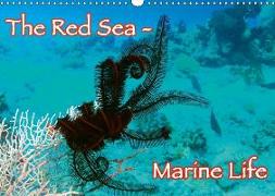 The Red Sea - Marine Life (Wall Calendar 2018 DIN A3 Landscape)