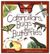 Caterpillars, Bugs and Butterflies