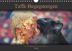 Taffe Begegnungen-Drei Waldkatzen auf Abenteuerreisen (Wandkalender 2018 DIN A4 quer)