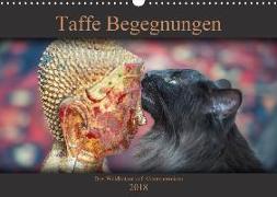 Taffe Begegnungen-Drei Waldkatzen auf Abenteuerreisen (Wandkalender 2018 DIN A3 quer)