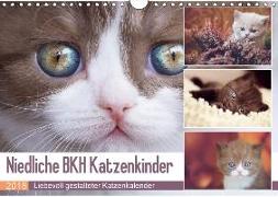Niedliche BKH Katzenkinder (Wandkalender 2018 DIN A4 quer) Dieser erfolgreiche Kalender wurde dieses Jahr mit gleichen Bildern und aktualisiertem Kalendarium wiederveröffentlicht