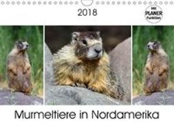 Murmeltiere in Nordamerika (Wandkalender 2018 DIN A4 quer) Dieser erfolgreiche Kalender wurde dieses Jahr mit gleichen Bildern und aktualisiertem Kalendarium wiederveröffentlicht
