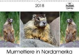 Murmeltiere in Nordamerika (Wandkalender 2018 DIN A3 quer) Dieser erfolgreiche Kalender wurde dieses Jahr mit gleichen Bildern und aktualisiertem Kalendarium wiederveröffentlicht