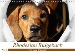 Rhodesian Ridgeback - eine Liebe fürs Leben (Wandkalender 2018 DIN A4 quer) Dieser erfolgreiche Kalender wurde dieses Jahr mit gleichen Bildern und aktualisiertem Kalendarium wiederveröffentlicht