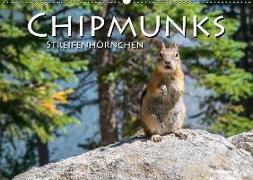 Chipmunks Streifenhörnchen (Wandkalender 2018 DIN A2 quer)