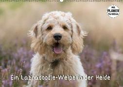 Ein Labradoodle-Welpe in der Heide (Wandkalender 2018 DIN A2 quer) Dieser erfolgreiche Kalender wurde dieses Jahr mit gleichen Bildern und aktualisiertem Kalendarium wiederveröffentlicht
