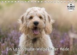 Ein Labradoodle-Welpe in der Heide (Tischkalender 2018 DIN A5 quer) Dieser erfolgreiche Kalender wurde dieses Jahr mit gleichen Bildern und aktualisiertem Kalendarium wiederveröffentlicht