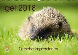 Igel 2018. Tierische Impressionen (Wandkalender 2018 DIN A2 quer)