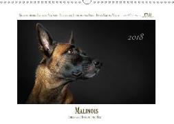 Malinois - Triebstarke Hunde mit viel Herz (Wandkalender 2018 DIN A3 quer) Dieser erfolgreiche Kalender wurde dieses Jahr mit gleichen Bildern und aktualisiertem Kalendarium wiederveröffentlicht