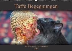 Taffe Begegnungen-Drei Waldkatzen auf Abenteuerreisen (Wandkalender 2018 DIN A2 quer)