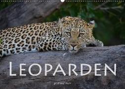 Leoparden - groß und klein (Wandkalender 2018 DIN A2 quer)