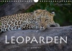 Leoparden - groß und klein (Wandkalender 2018 DIN A4 quer)