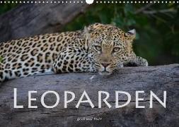Leoparden - groß und klein (Wandkalender 2018 DIN A3 quer)