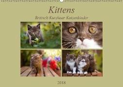 Kittens - Britisch Kurzhaar Katzenkinder (Wandkalender 2018 DIN A2 quer)