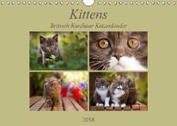 Kittens - Britisch Kurzhaar Katzenkinder (Wandkalender 2018 DIN A4 quer)