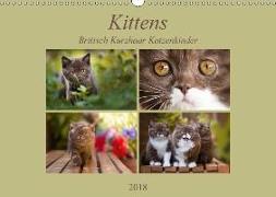 Kittens - Britisch Kurzhaar Katzenkinder (Wandkalender 2018 DIN A3 quer)