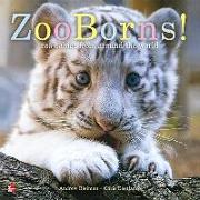 Reading Wonders Literature Big Book: Zoo Borns! Grade K
