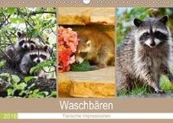 Waschbären 2018. Tierische Impressionen (Wandkalender 2018 DIN A3 quer)