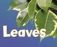 LEAVES