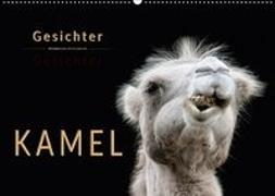 Kamel Gesichter (Wandkalender 2018 DIN A2 quer)