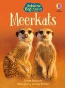 Meerkats