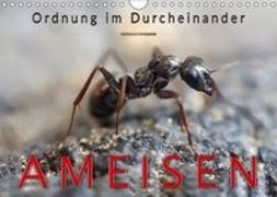 Ameisen - Ordnung im Durcheinander (Wandkalender 2018 DIN A4 quer)