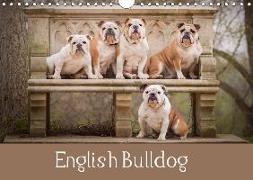 English Bulldog (Wall Calendar 2018 DIN A4 Landscape)